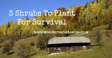 3-shrubs-to-plant-for-survival
