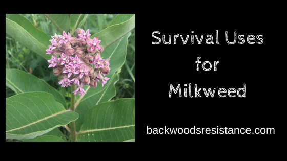 Survival Uses for Milkweed